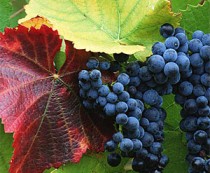 Vendemmia dell'uva